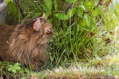 Bir bahçede dinlenmek hayvan sevimli kedi, Sibirya safkan kedi yavrusu