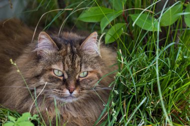 Bir bahçede dinlenmek hayvan sevimli kedi, Sibirya safkan kedi yavrusu