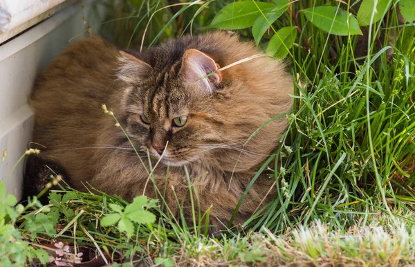 Aimable chat de bétail en détente dans un jardin, chaton de race sibérienne — Photo