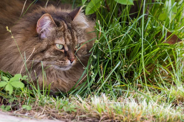 Adorable gato de ganado en relajarse en un jardín, siberiano pura raza gatito —  Fotos de Stock