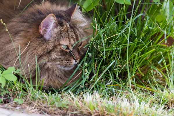 Gato adorável de gado em relaxar em um jardim, siberiano gatinho de raça pura — Fotografia de Stock