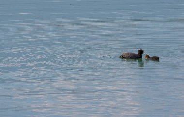 Gölde ördekler, anne ve oğul