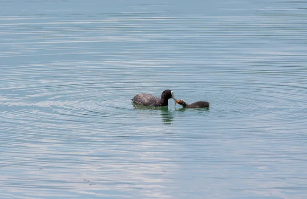 Canards, mère et fils sur le lac — Photo