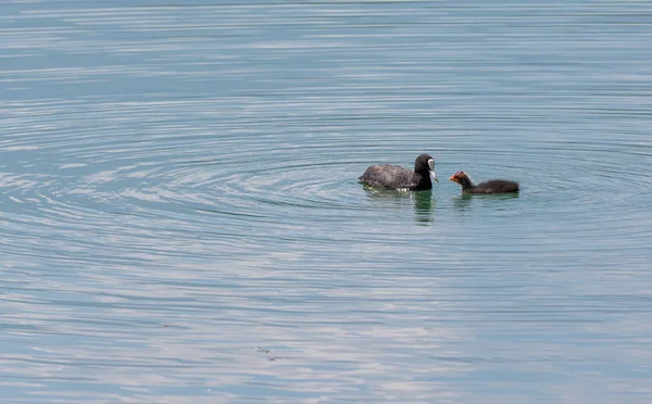 Patos, mãe e filho no lago — Fotografia de Stock