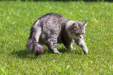 Sibirya doğurmak güzel uzun saçlı kedi, bir bahçede Hayvancılık hipoalerjenik hayvan