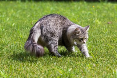 Sibirya doğurmak güzel uzun saçlı kedi, bir bahçede Hayvancılık hipoalerjenik hayvan