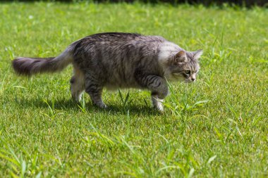 Sibirya doğurmak güzel uzun saçlı kedi, bir bahçede Hayvancılık hipoalerjenik hayvan