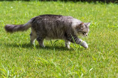 Sibirya doğurmak güzel uzun saçlı kedi, bir bahçede Hayvancılık hipoalerjenik hayvan