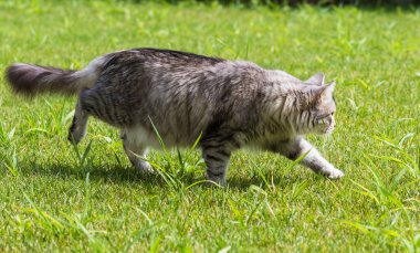 Sibirya doğurmak güzel uzun saçlı kedi, bir bahçede Hayvancılık hipoalerjenik hayvan