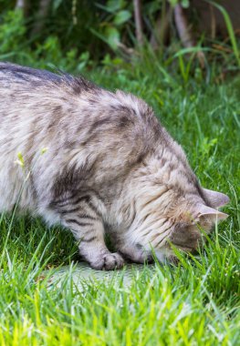 Sibirya doğurmak güzel uzun saçlı kedi, bir bahçede Hayvancılık hipoalerjenik hayvan