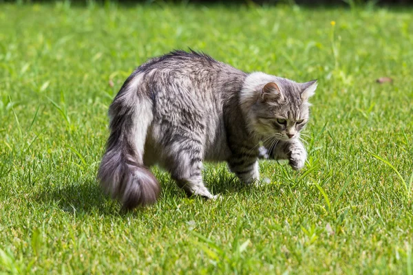 Vacker långhårig katt av sibiriska rasen, allergivänliga djur av boskap i en trädgård — Stockfoto