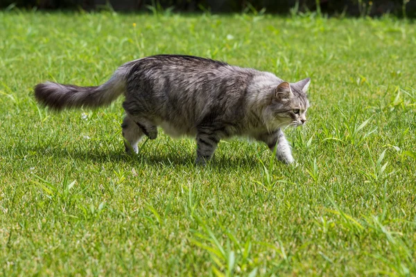 Bela gata de cabelos longos de raça siberiana, animal hipoalergênico de gado em um jardim — Fotografia de Stock