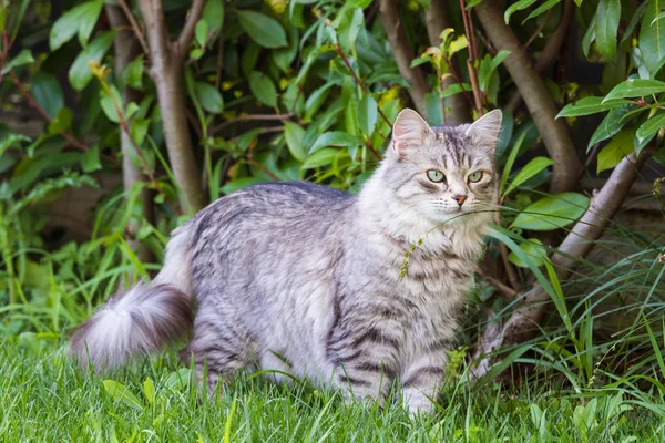 Beau chat à poils longs de race sibérienne, animal hypoallergénique du bétail dans un jardin — Photo