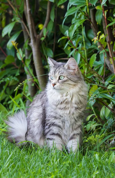 Mooie langharige kat van Siberische ras, hypoallergene dier van vee in een tuin — Stockfoto