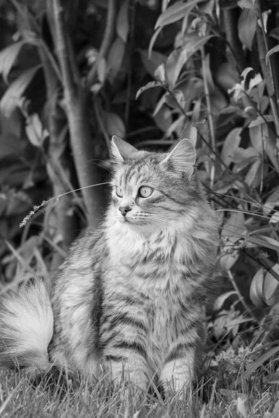 Bela gata de cabelos longos de raça siberiana, animal hipoalergênico de gado em um jardim — Fotografia de Stock