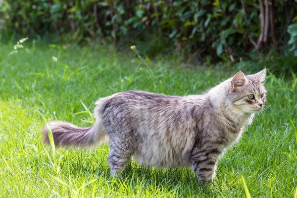 Красивая длинноволосая кошка сибирской породы, гипоаллергенное животное скота в саду — стоковое фото