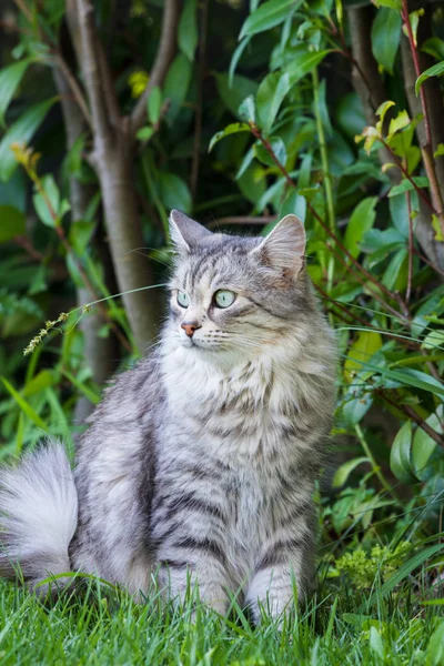 Krásná dlouhozrnná kočka ze sibiřské rasy, hypoalergenní živočišná zvířata v zahradě — Stock fotografie