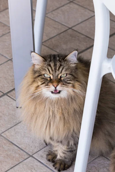 Bela gata de cabelos longos de raça siberiana, animal hipoalergênico de gado em um jardim — Fotografia de Stock