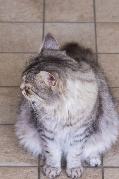 Beau chat à poils longs de race sibérienne, animal hypoallergénique du bétail dans un jardin — Photo