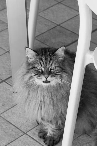 Bela gata de cabelos longos de raça siberiana, animal hipoalergênico de gado em um jardim — Fotografia de Stock