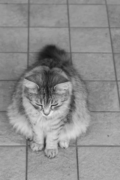 시베리아 품종의 아름다운 긴 머리 고양이, 정원에서 가축의 저자극성 동물 — 스톡 사진