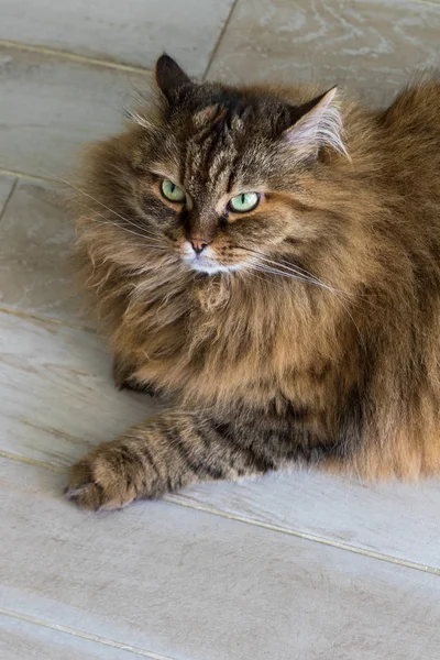 Красива довгошерста кішка сибірської породи, гіпоалергенна тварина худоби в саду — стокове фото