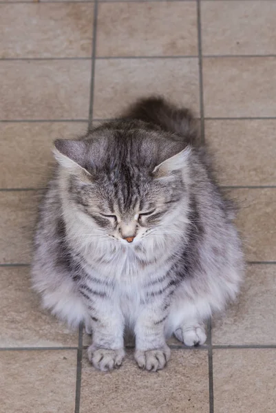 Beautiful long haired cat of siberian breed, hypoallergenic animal of livestock in a garden — Stock Photo, Image