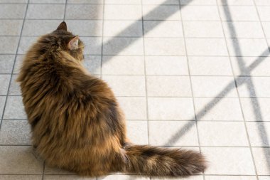 Uzun saçlı çiftlik hayvanları nın kedi açık havada, Sibirya ırkı dinlenmek