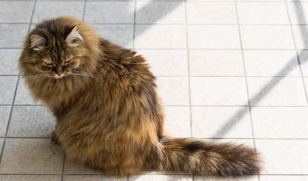 Langharige kat van vee in ontspannen buiten, Siberische ras — Stockfoto