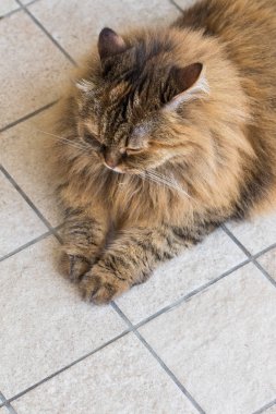 Uzun saçlı çiftlik hayvanları nın kedi açık havada, Sibirya ırkı dinlenmek