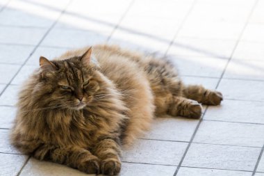 Uzun saçlı çiftlik hayvanları nın kedi açık havada, Sibirya ırkı dinlenmek