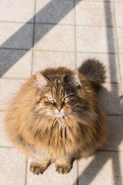 屋外でリラックスして家畜の長い髪の猫、シベリアの品種 — ストック写真