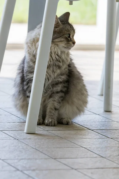 Long haired cat of livestock in relax outdoor, siberian breed — Stock Photo, Image