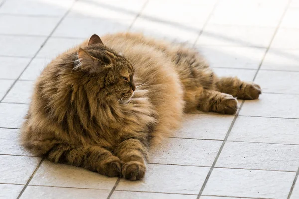 Uzun saçlı çiftlik hayvanları nın kedi açık havada, Sibirya ırkı dinlenmek — Stok fotoğraf