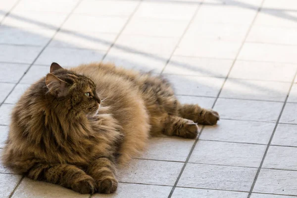 Uzun saçlı çiftlik hayvanları nın kedi açık havada, Sibirya ırkı dinlenmek