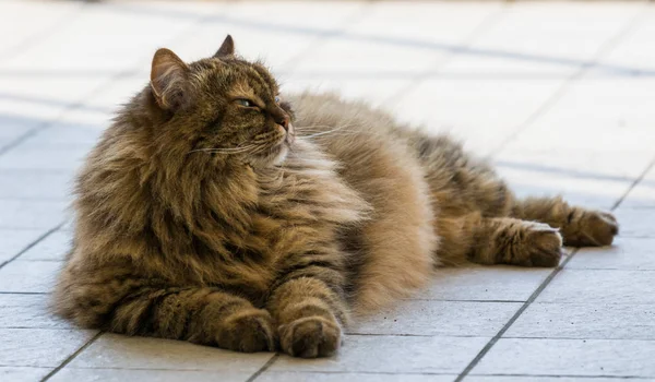 Langhaarige Katze von Nutztieren in entspannter Natur, sibirische Rasse — Stockfoto
