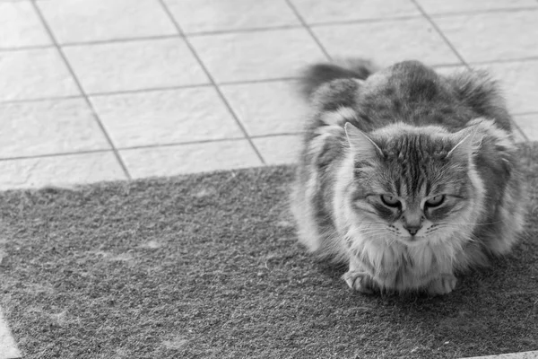 Długowłosy kot zwierząt gospodarskich w relaks na świeżym powietrzu, rasy syberyjskiej — Zdjęcie stockowe
