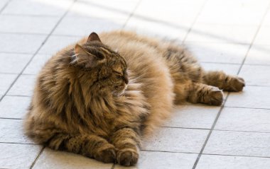 Uzun saçlı çiftlik hayvanları nın kedi açık havada, Sibirya ırkı dinlenmek