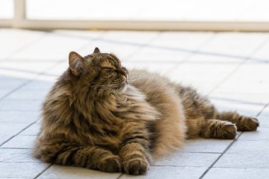 Uzun saçlı çiftlik hayvanları nın kedi açık havada, Sibirya ırkı dinlenmek