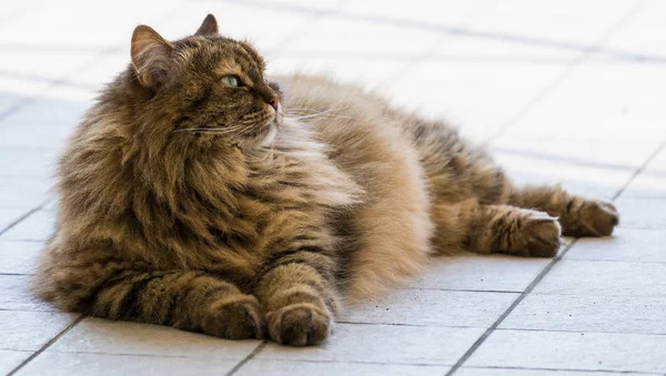 Gato de cabelos longos de gado em relaxar ao ar livre, raça siberiana — Fotografia de Stock