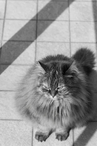 Gato de cabelos longos de gado em relaxar ao ar livre, raça siberiana — Fotografia de Stock