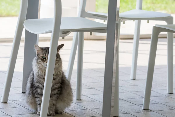 Langhaarige Katze von Nutztieren in entspannter Natur, sibirische Rasse — Stockfoto