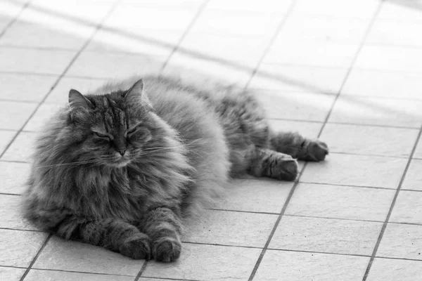 屋外でリラックスして家畜の長い髪の猫、シベリアの品種 — ストック写真