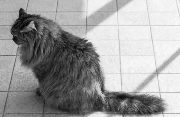 Dlouhozrnná kočka v relaxaci venku, Sibiřský rod — Stock fotografie