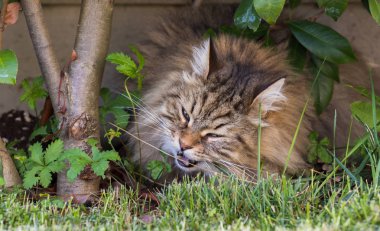 Sibirya ırkının uzun saçlı kedisi dışarıda rahatlar. Safkan kedi yavrusu, hipoalerjenik hayvan