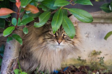 Sibirya ırkının uzun saçlı kedisi dışarıda rahatlar. Safkan kedi yavrusu, hipoalerjenik hayvan