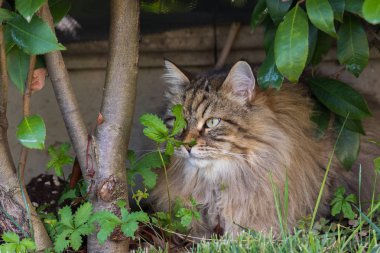 Sibirya ırkının uzun saçlı kedisi dışarıda rahatlar. Safkan kedi yavrusu, hipoalerjenik hayvan