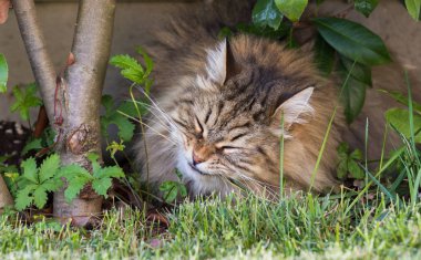 Sibirya ırkının uzun saçlı kedisi dışarıda rahatlar. Safkan kedi yavrusu, hipoalerjenik hayvan