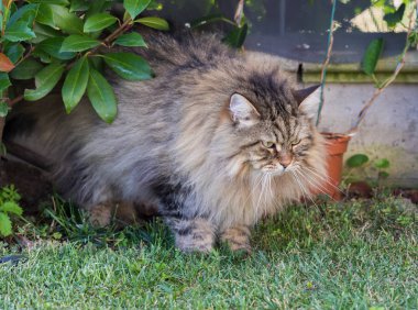 Sibirya ırkının uzun saçlı kedisi dışarıda rahatlar. Safkan kedi yavrusu, hipoalerjenik hayvan