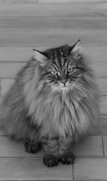 Gato de cabelos longos da raça siberiana em relaxar ao ar livre. Gatinho de raça pura, animal hipoalergénico — Fotografia de Stock